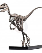 Jurassic Park socha 1/4 Raptor Skeleton Bronze 46 cm
